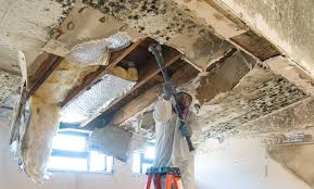 Best Mold Documentation for Insurance Claims  in Montello, WI